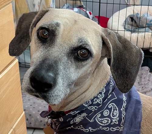 picture of the dog needing adoption