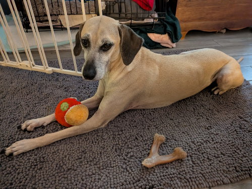 Arya - *FH, an adoptable Black Mouth Cur in Sanford, FL