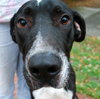 Logan the Great Dane