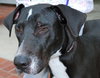 Logan the Great Dane