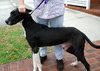 Logan the Great Dane