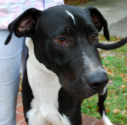 Logan the Great Dane