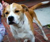 Wrangler the Bulldog