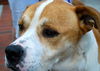 Wrangler the Bulldog