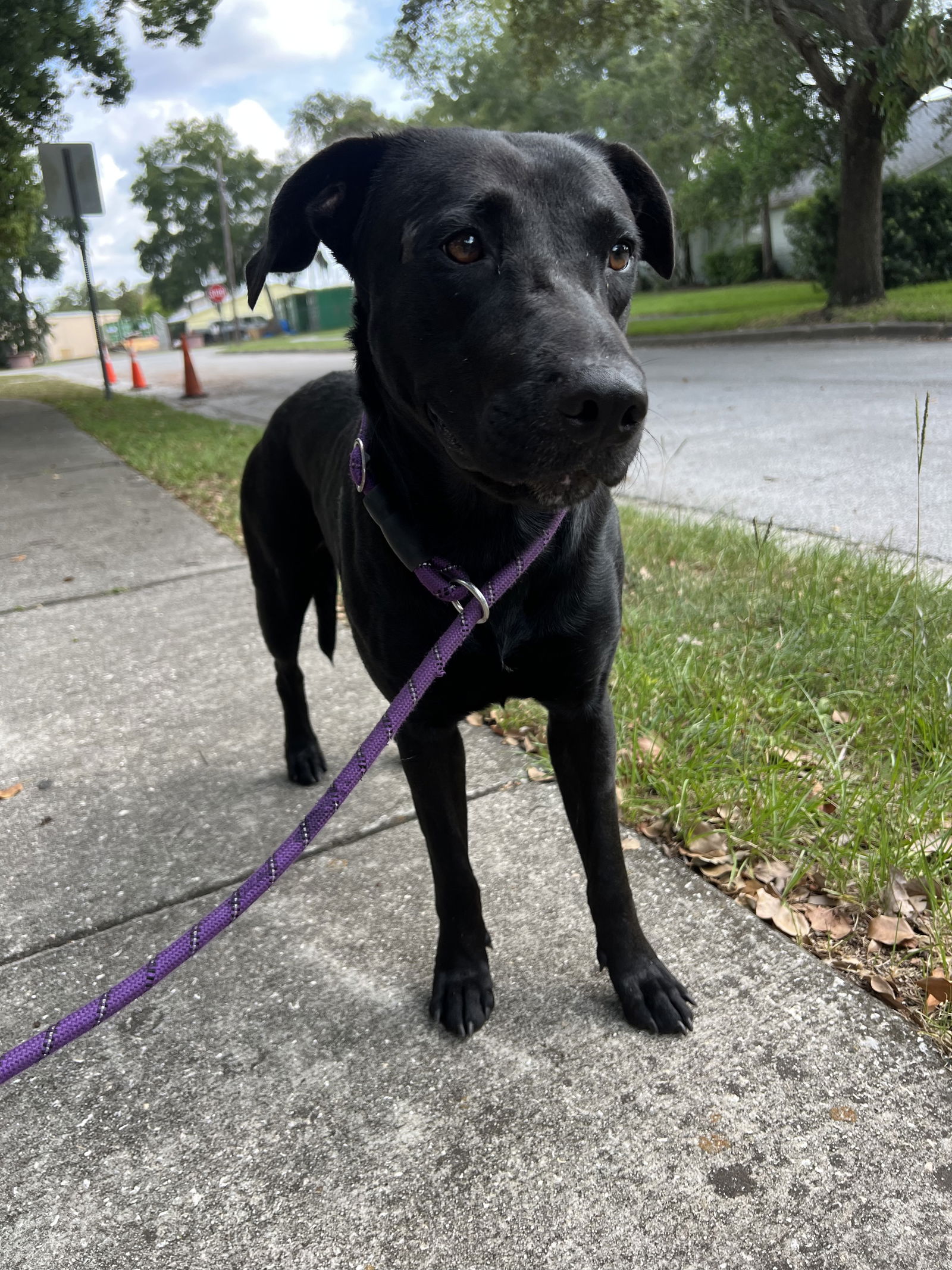 adoptable Dog in Sanford, FL named Elvira - Training Camp Session 28