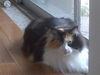 Patches the Stunner