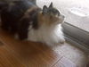 Patches the Stunner