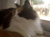 Patches the Stunner
