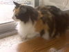 Patches the Stunner