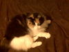 Patches the Stunner