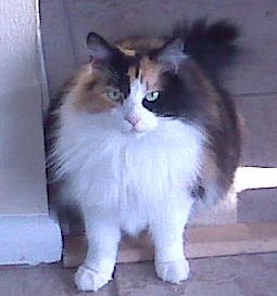 Patches the Stunner