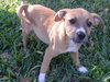 Petunia the Boxer Puppy