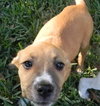 Petunia the Boxer Puppy