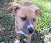 Petunia the Boxer Puppy