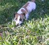 Milkbones the Boxer Puppy