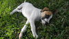 Milkbones the Boxer Puppy