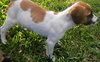 Milkbones the Boxer Puppy