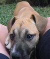 Mimosa the Boxer Puppy