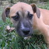 Mimosa the Boxer Puppy