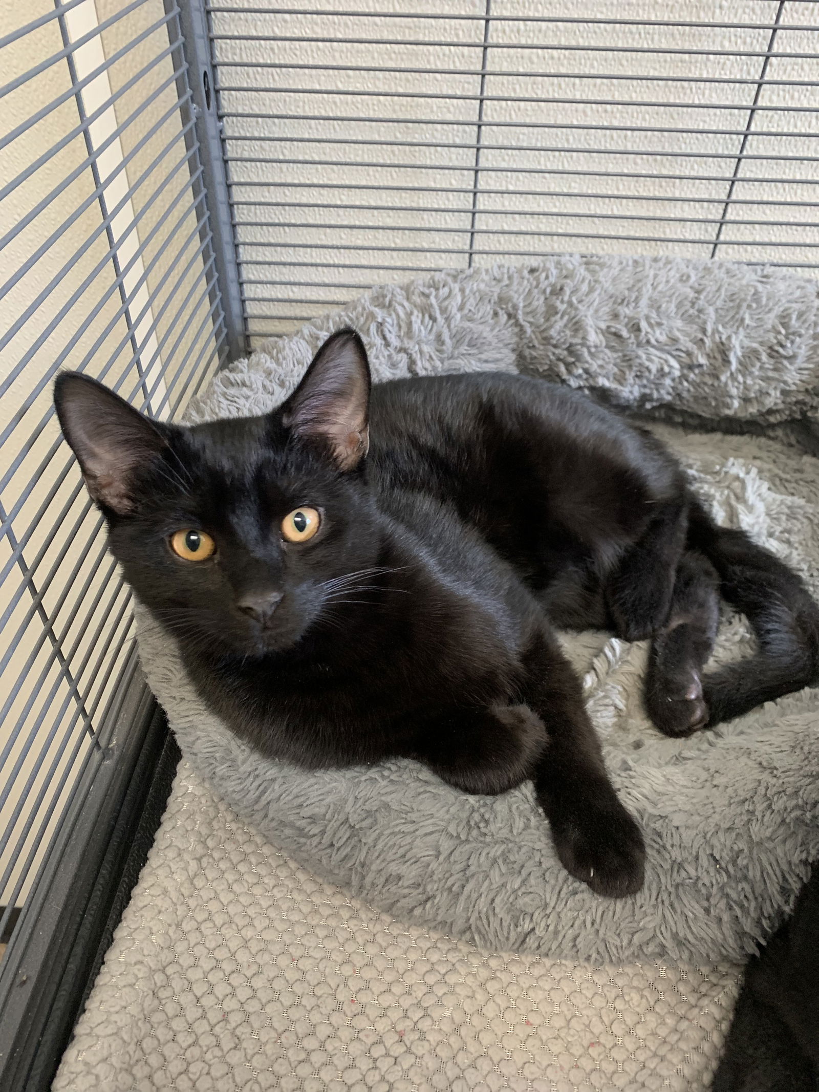 adoptable Cat in Sanford, FL named Trolli