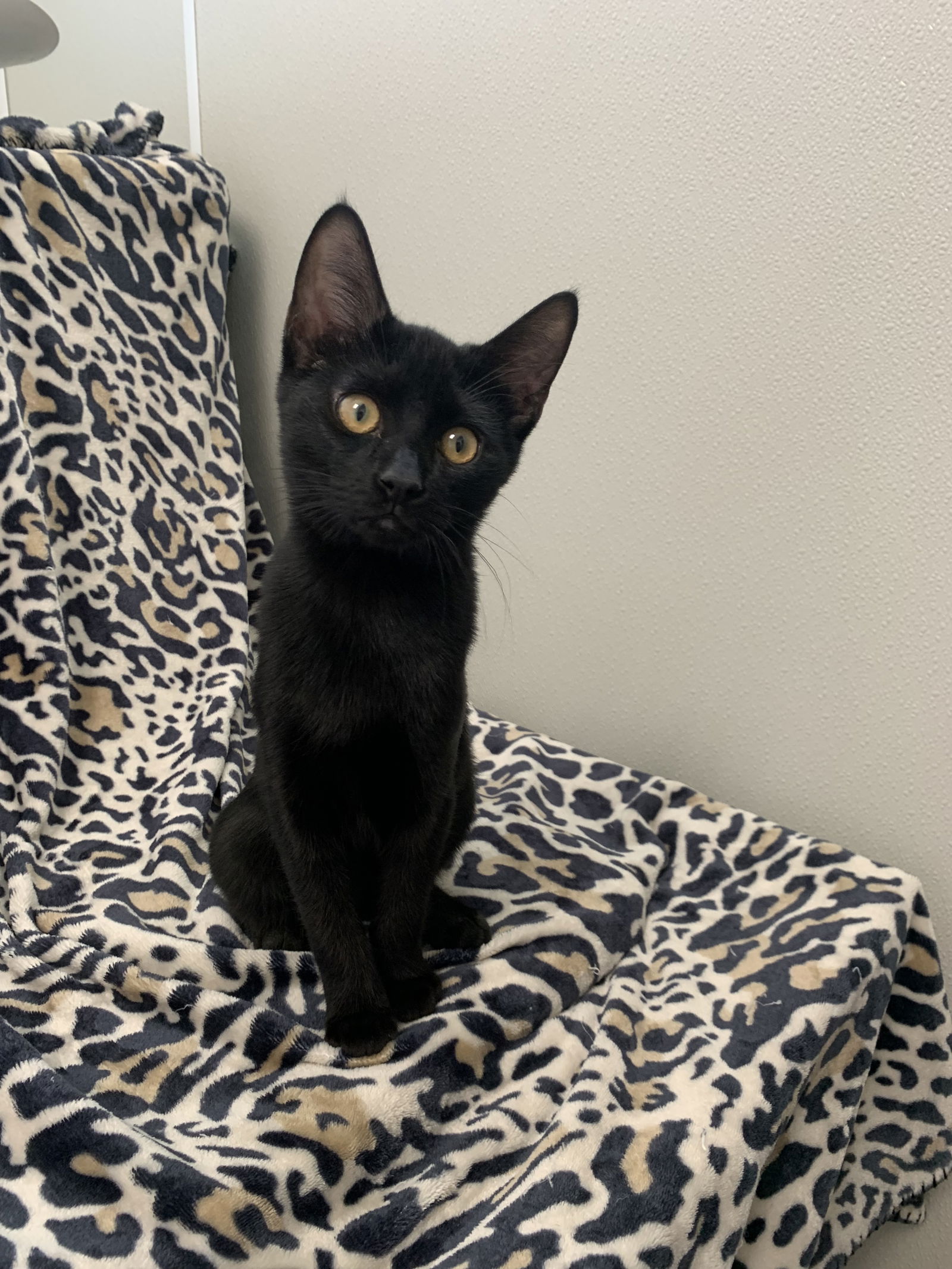 adoptable Cat in Sanford, FL named Haribo