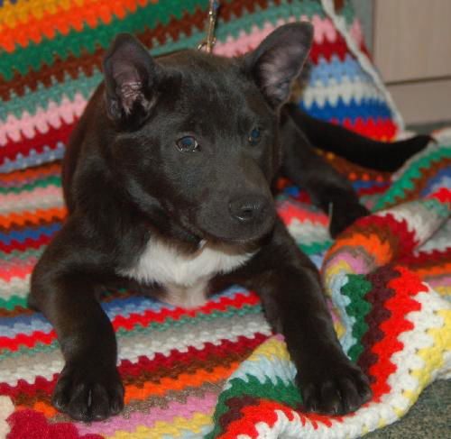 Tad the Husky Puppy