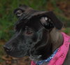 Kristie the Lab