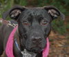 Kristie the Lab