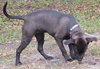 Kristie the Lab