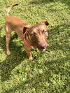 Laverne  the PUPPY