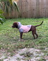 Shirley the PUPPY
