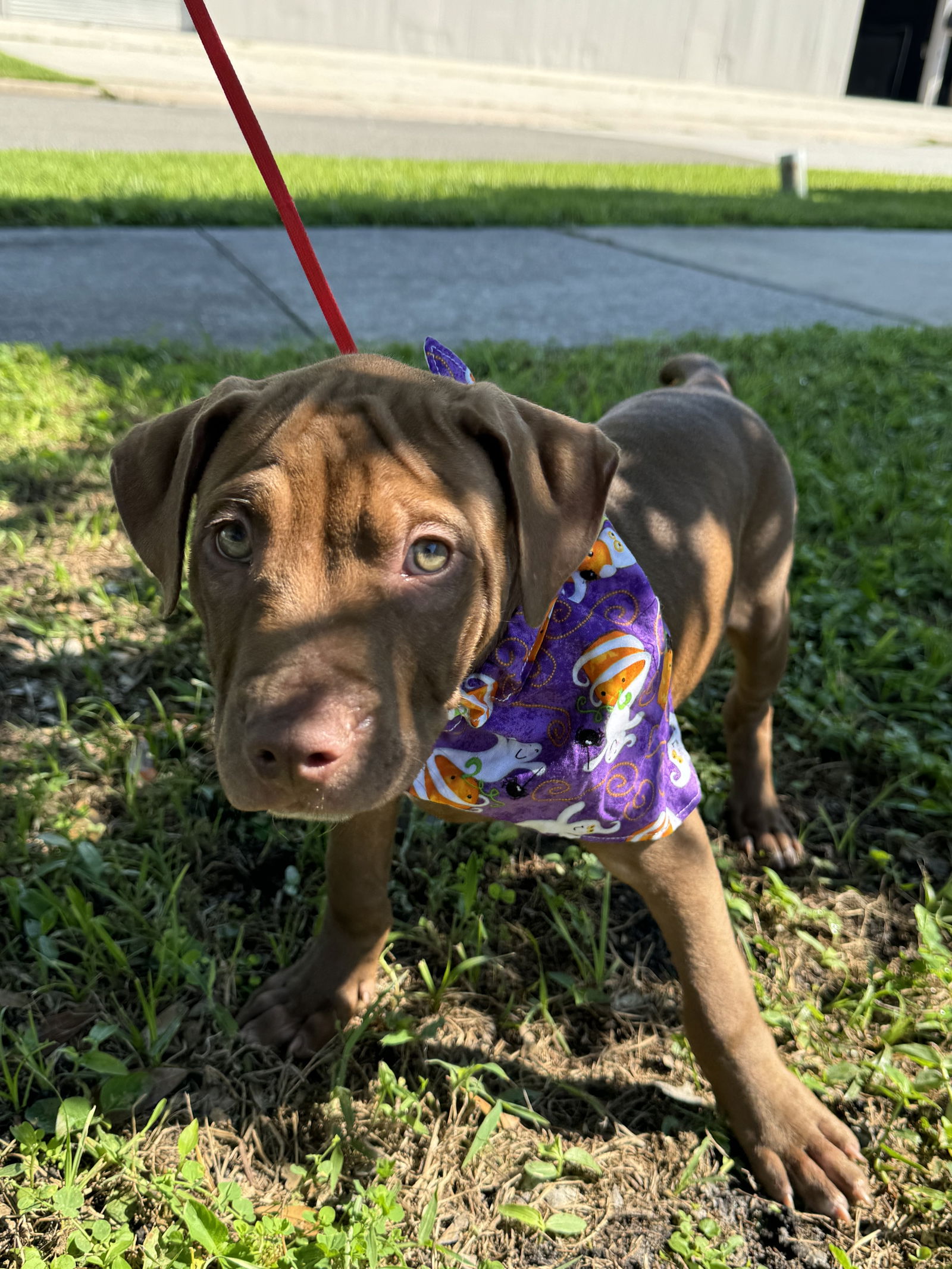 adoptable Dog in Sanford, FL named Dothan