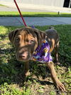 adoptable Dog in  named Dothan