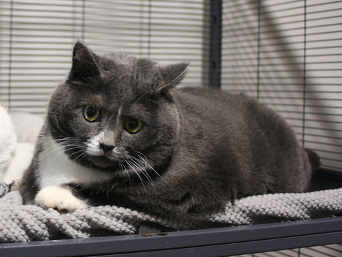 Boots *BONDED* with Muffin