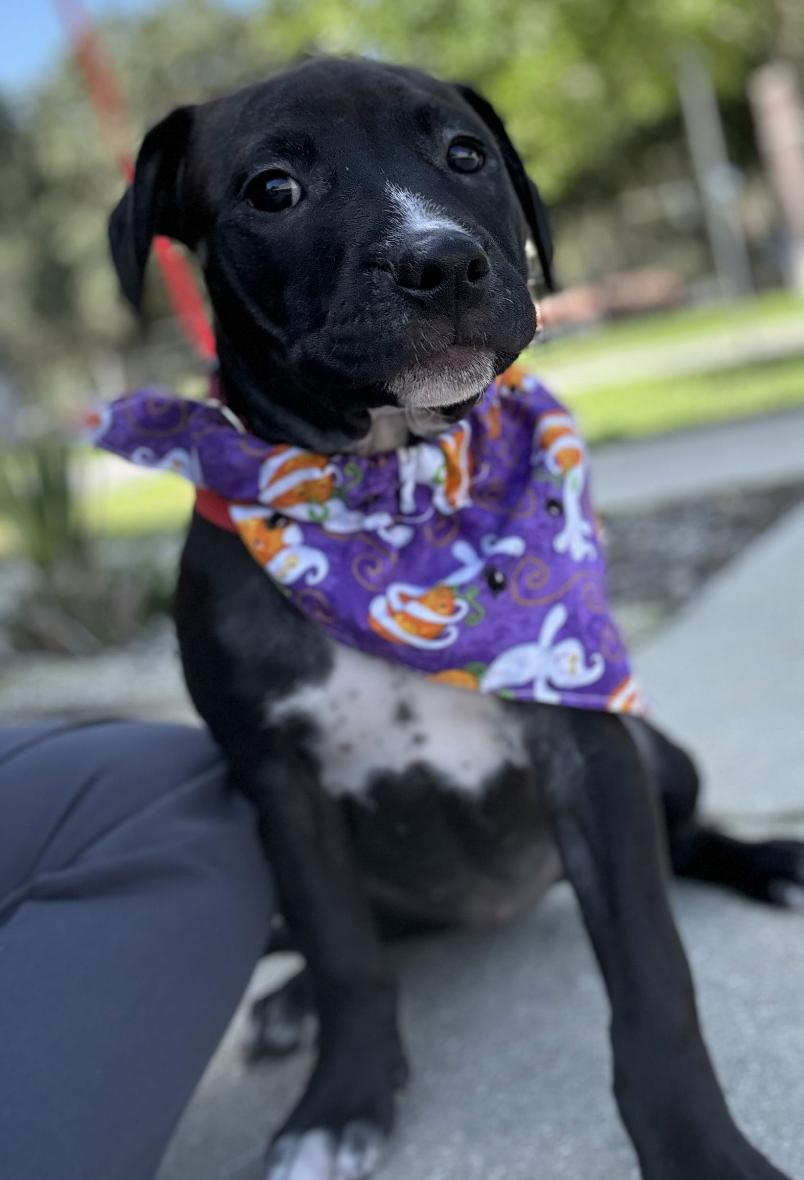 adoptable Dog in Sanford, FL named Triana