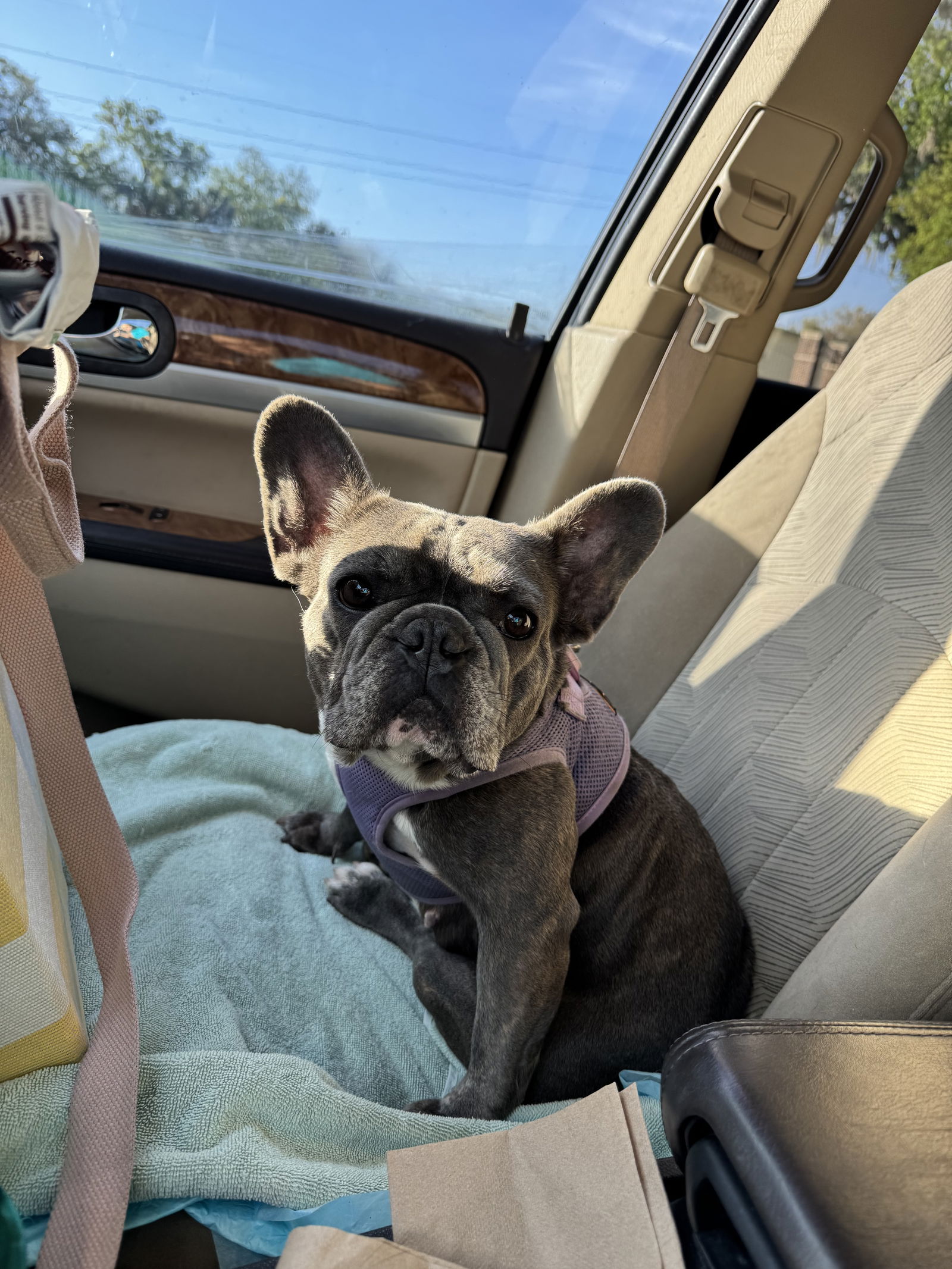 adoptable Dog in Sanford, FL named Stella FH