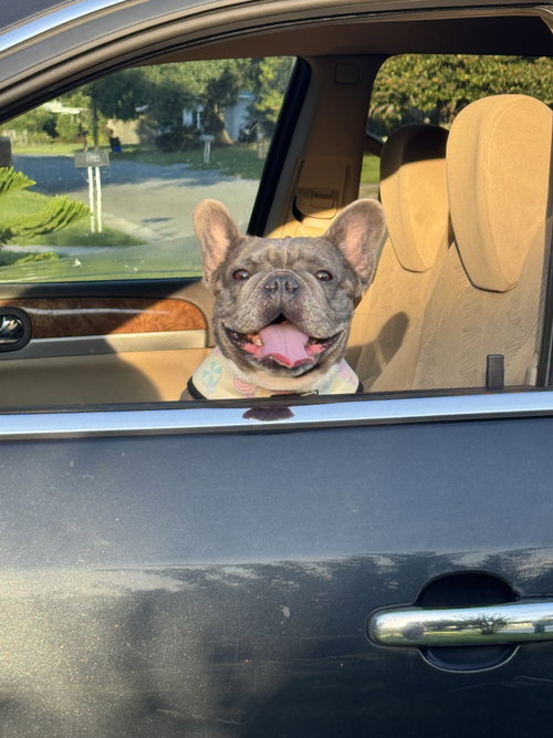 Stella FH photo 8
