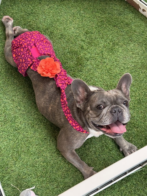 Stella FH photo 7
