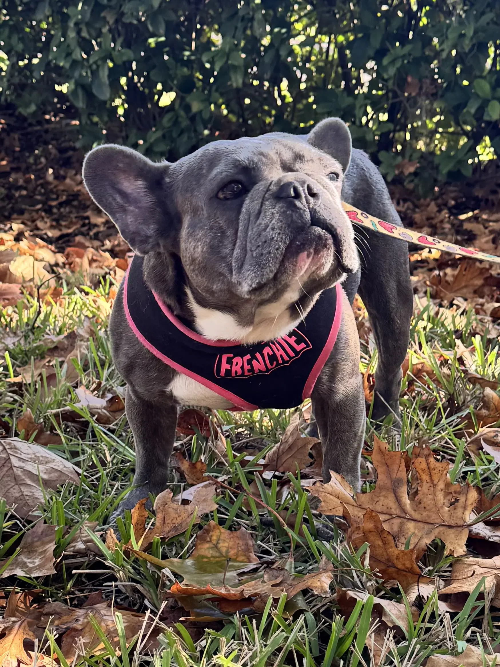 Stella Fh - French Bulldog