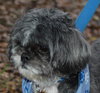 Archie the Shih Tzu
