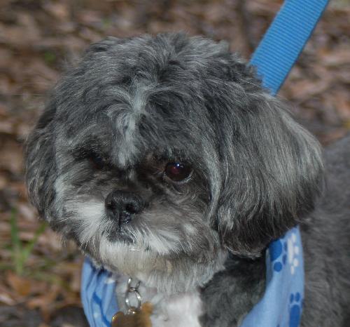 Archie the Shih Tzu