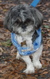 Archie the Shih Tzu