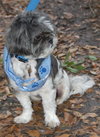 Archie the Shih Tzu