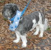 Archie the Shih Tzu