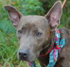 Violet the Cattle Dog (Video)