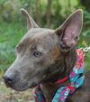 Violet the Cattle Dog (Video)