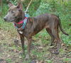 Violet the Cattle Dog (Video)