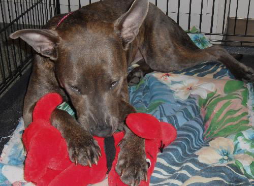 Violet the Cattle Dog (Video)
