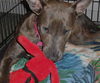 Violet the Cattle Dog (Video)