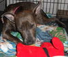 Violet the Cattle Dog (Video)